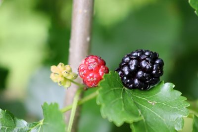 Morus alba 'Pendula' - morušovník bílý - plod